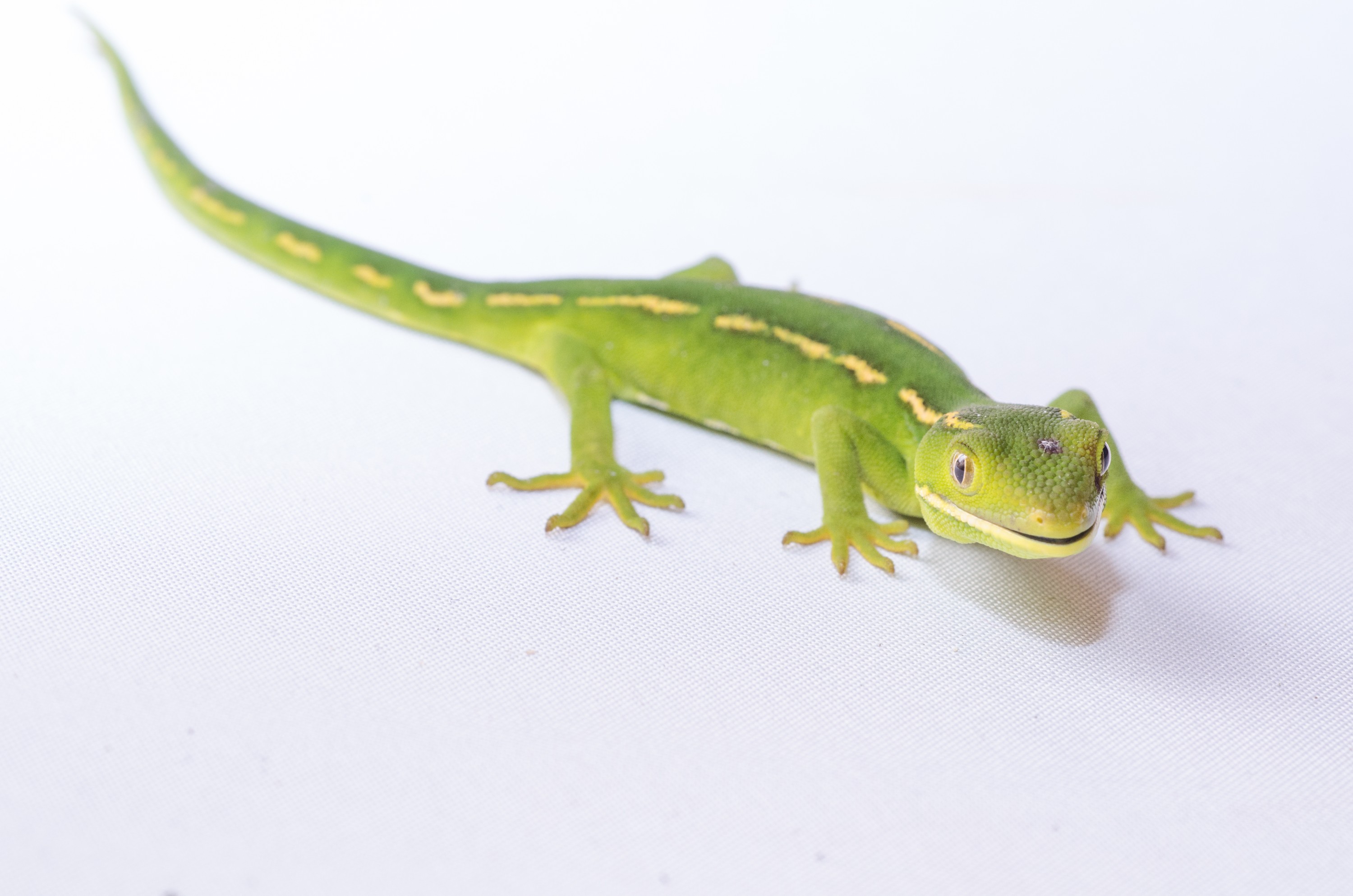 DSC_2765-2 – auckland, green, gecko, naultinus, elegans, elegans, home, lizard, irene, reptiles, amphibians, rare, cold, blood, new, new zealand, zealand, nz, northland, kaiatea road